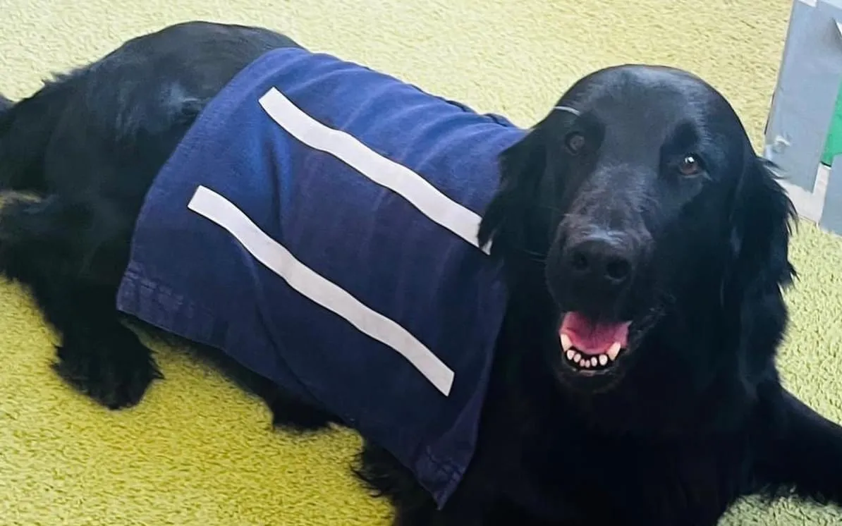 Fenka Berry, plemeno flat-coated retriever.